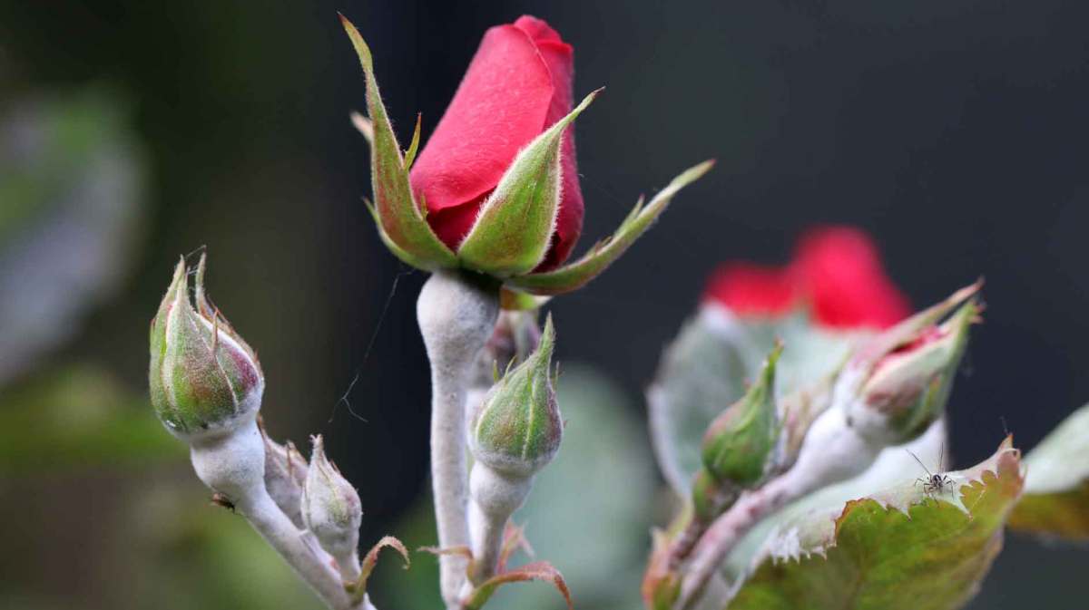 Mehltau auf Rosenblättern.