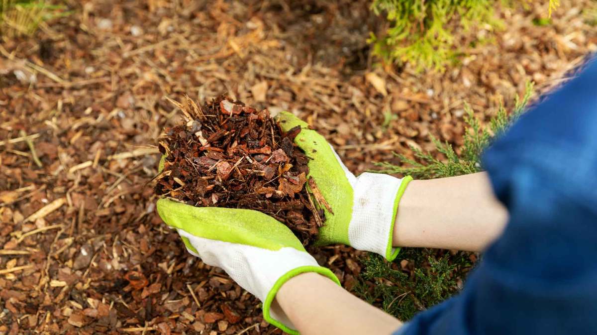 Frau mulcht ihren Garten.