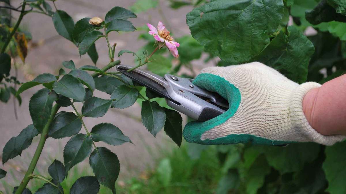 Frau schneidet einen Rosenstrauch.