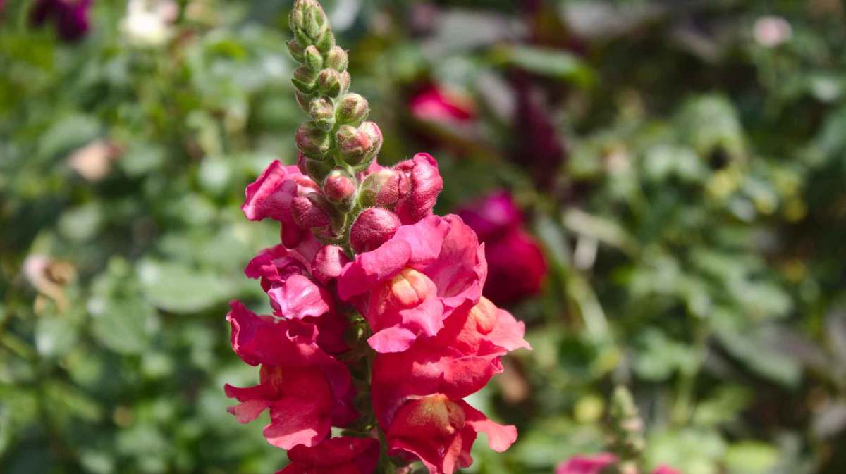 Löwenmäulchen im Garten.