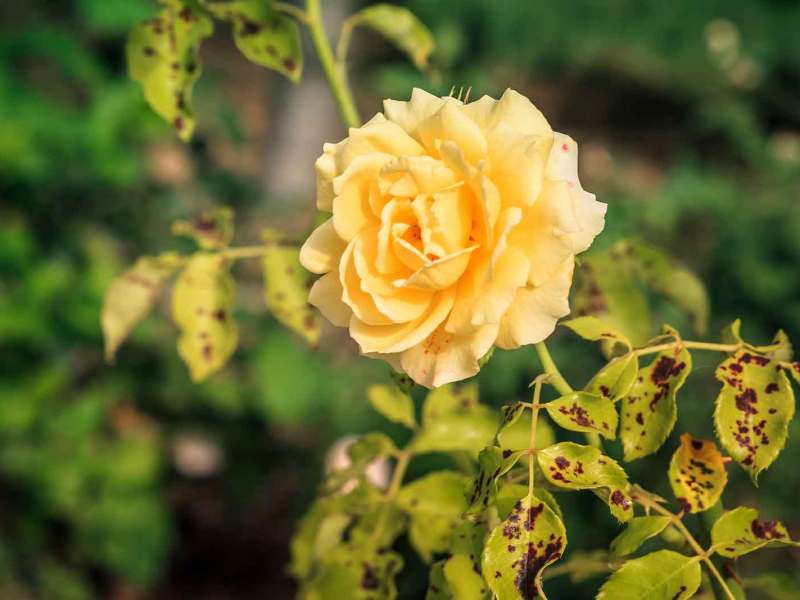 Rose im Garten, die von Sternrußtau befallen ist.