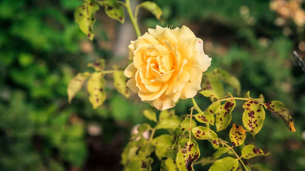 Rose im Garten, die von Sternrußtau befallen ist.