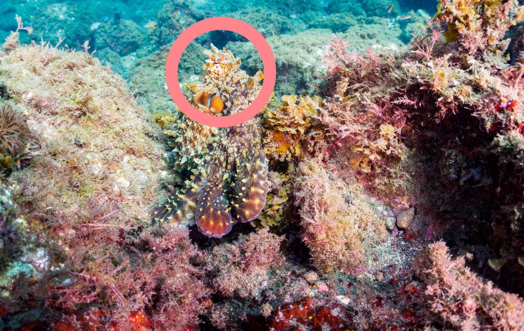 Auflösung Suchbild mit Korallen und Oktopus