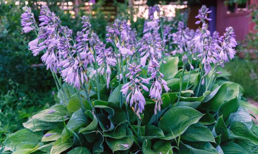 Funkien mit lila Blüten