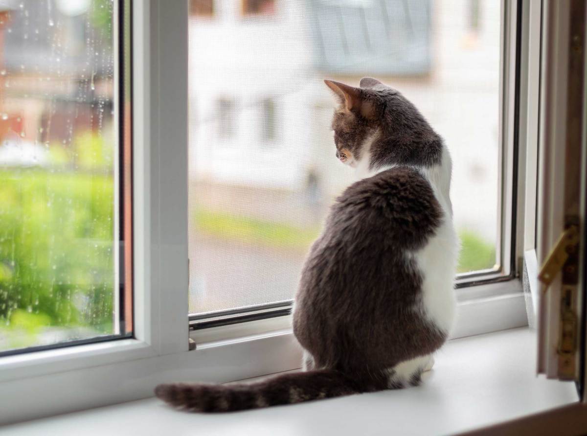 Katze sitzt auf der Fensterbank am offenen Fensters, draußen regnet es