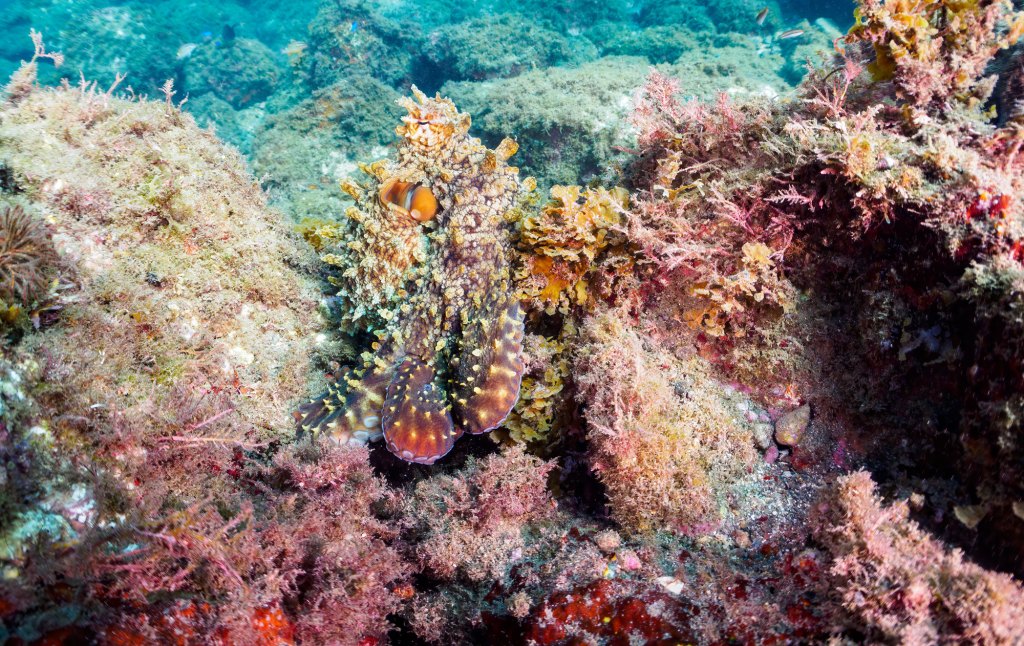 Unterwassermotiv, auf dem sich ein Oktopus versteckt.