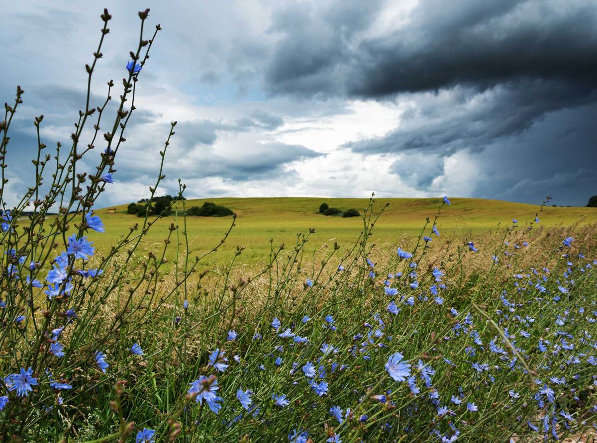 Dunkle Wolken ziehen auf über Feldern.