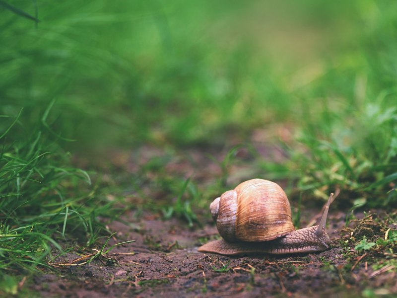 Schnecke auf einem Rasen