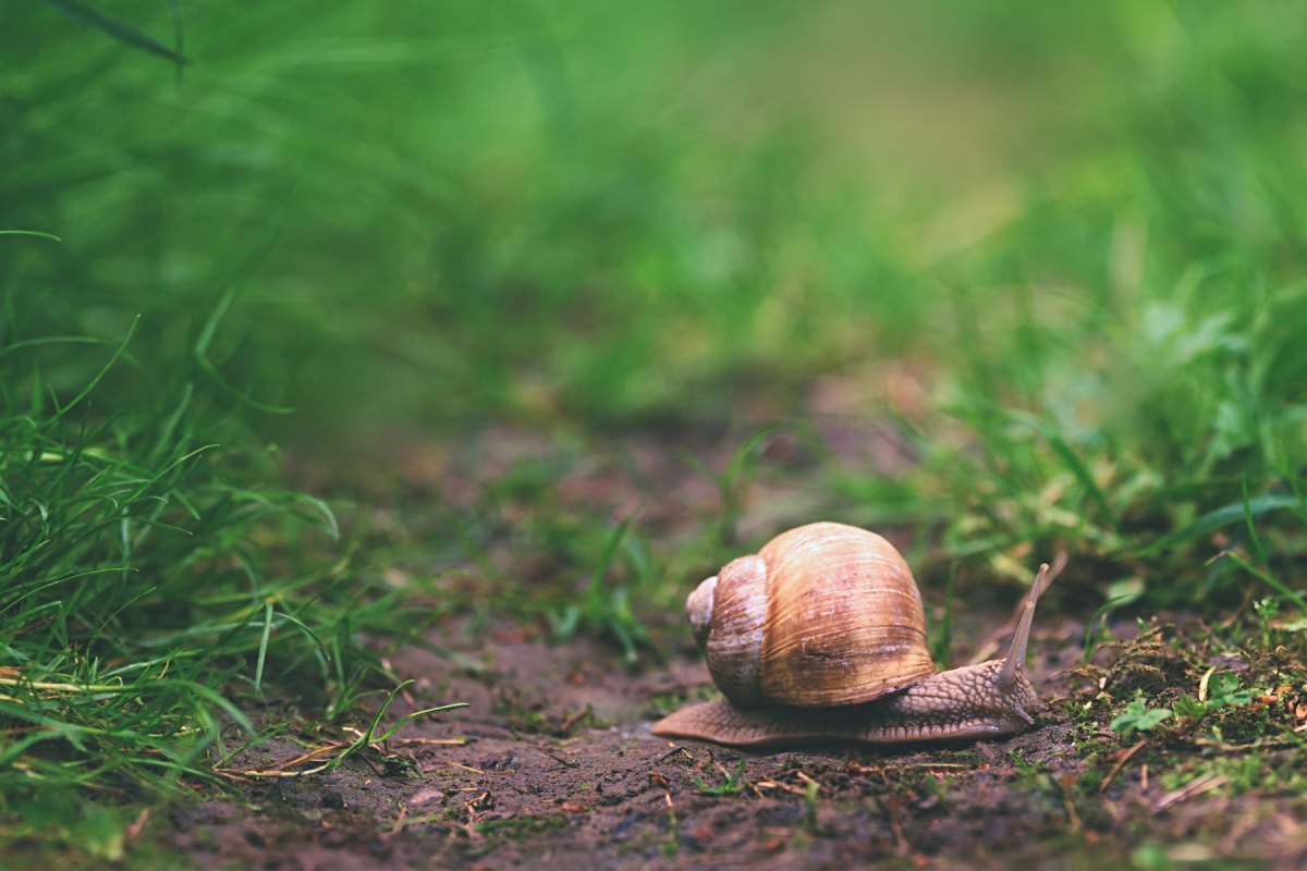 Schnecke auf einem Rasen