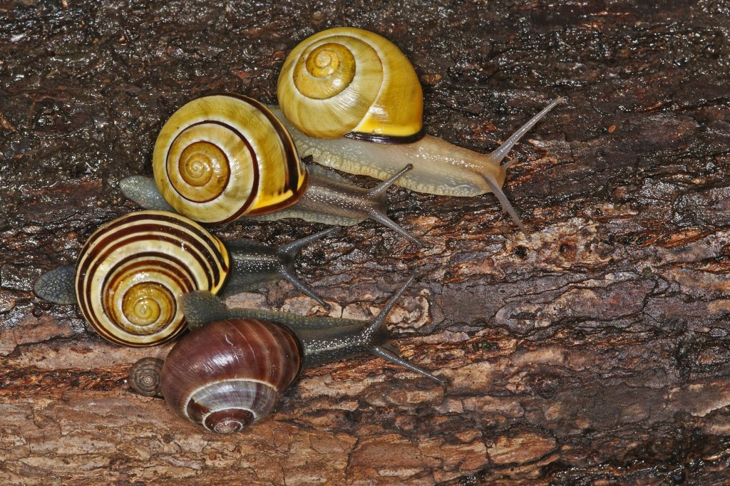 Hain-Bänderschnecken