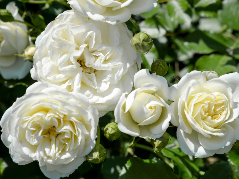 Weiße Rosen mit vielen Blüten