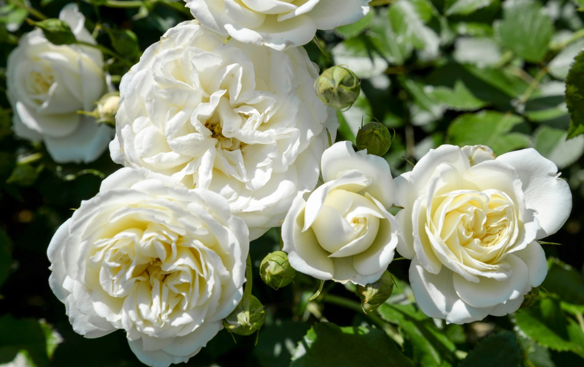 Weiße Rosen mit vielen Blüten