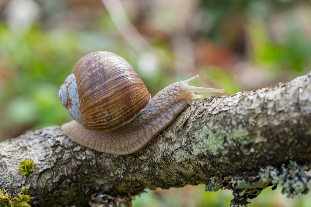 Weinbergschnecke