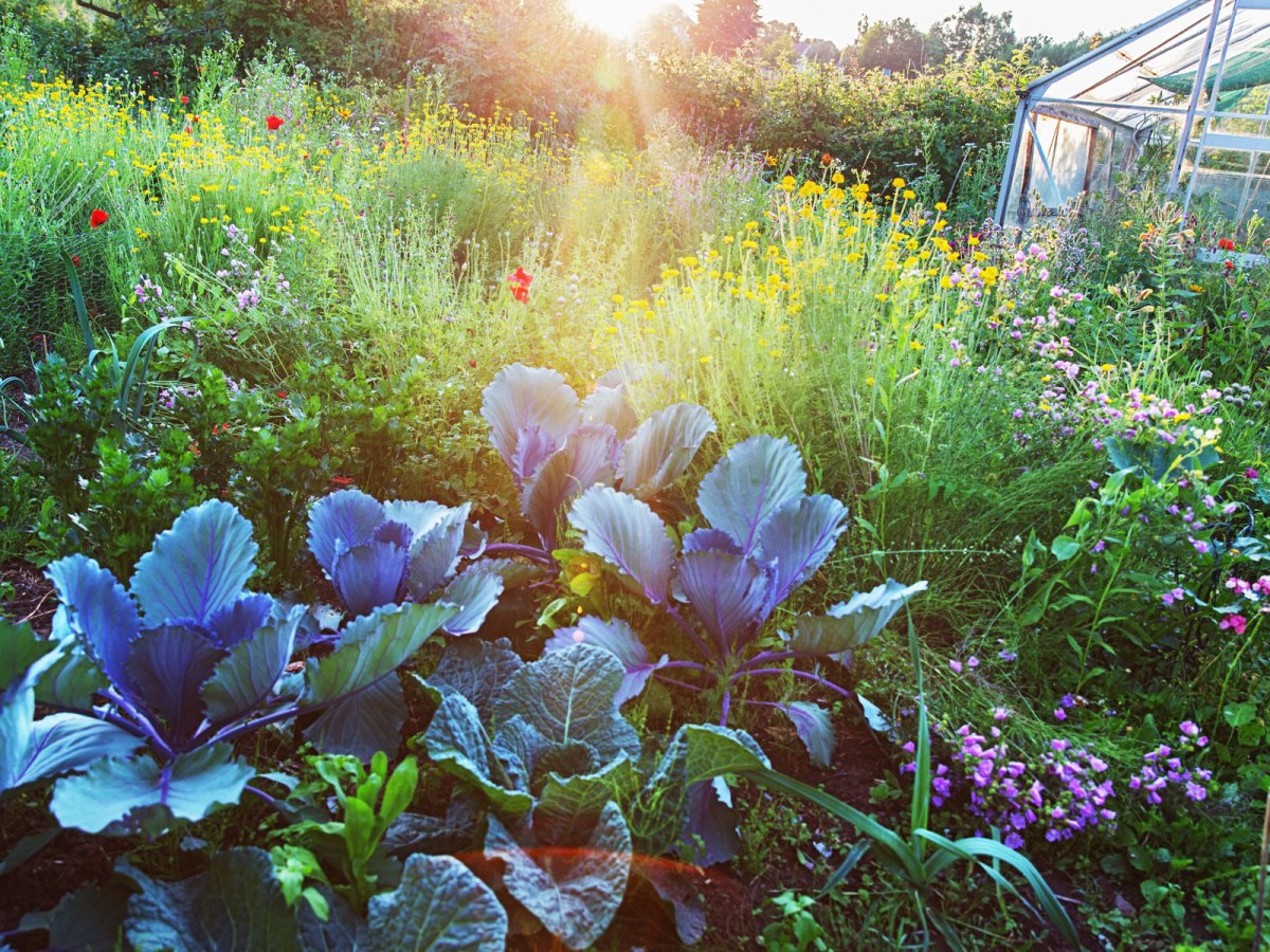 Biogarten mit Sonne