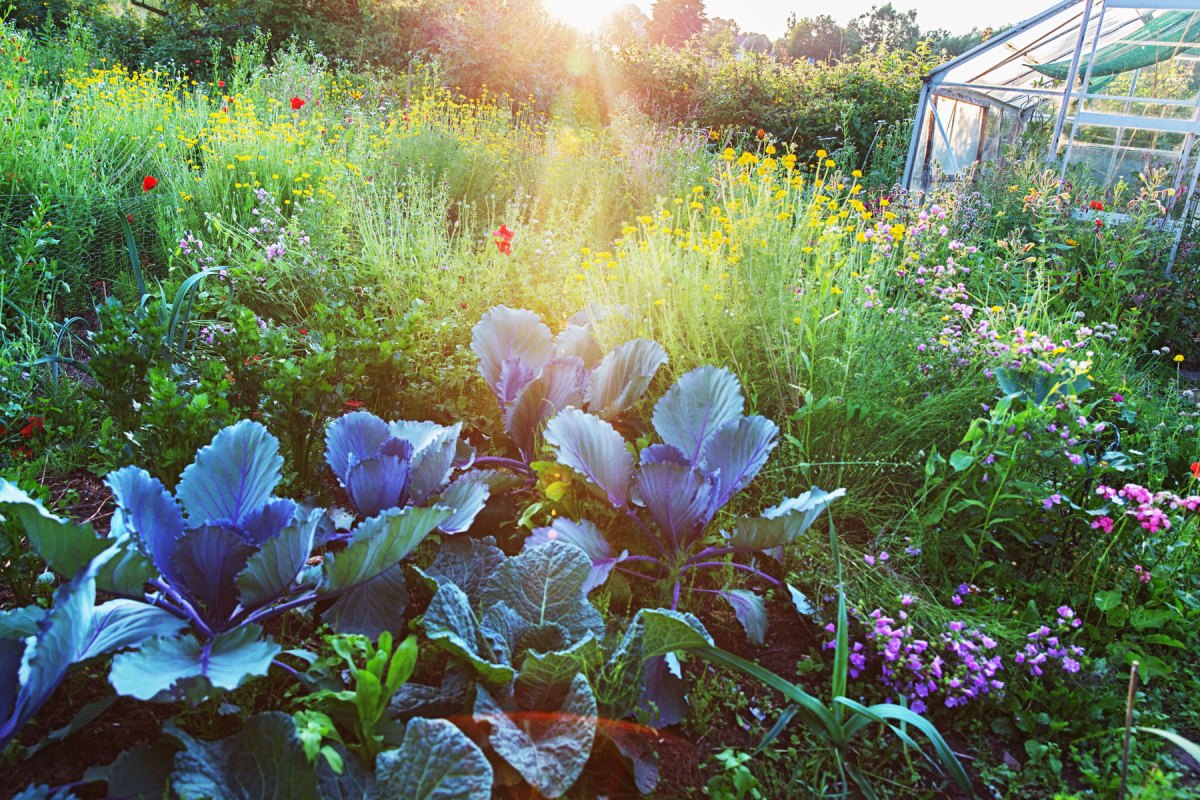 Biogarten mit Sonne