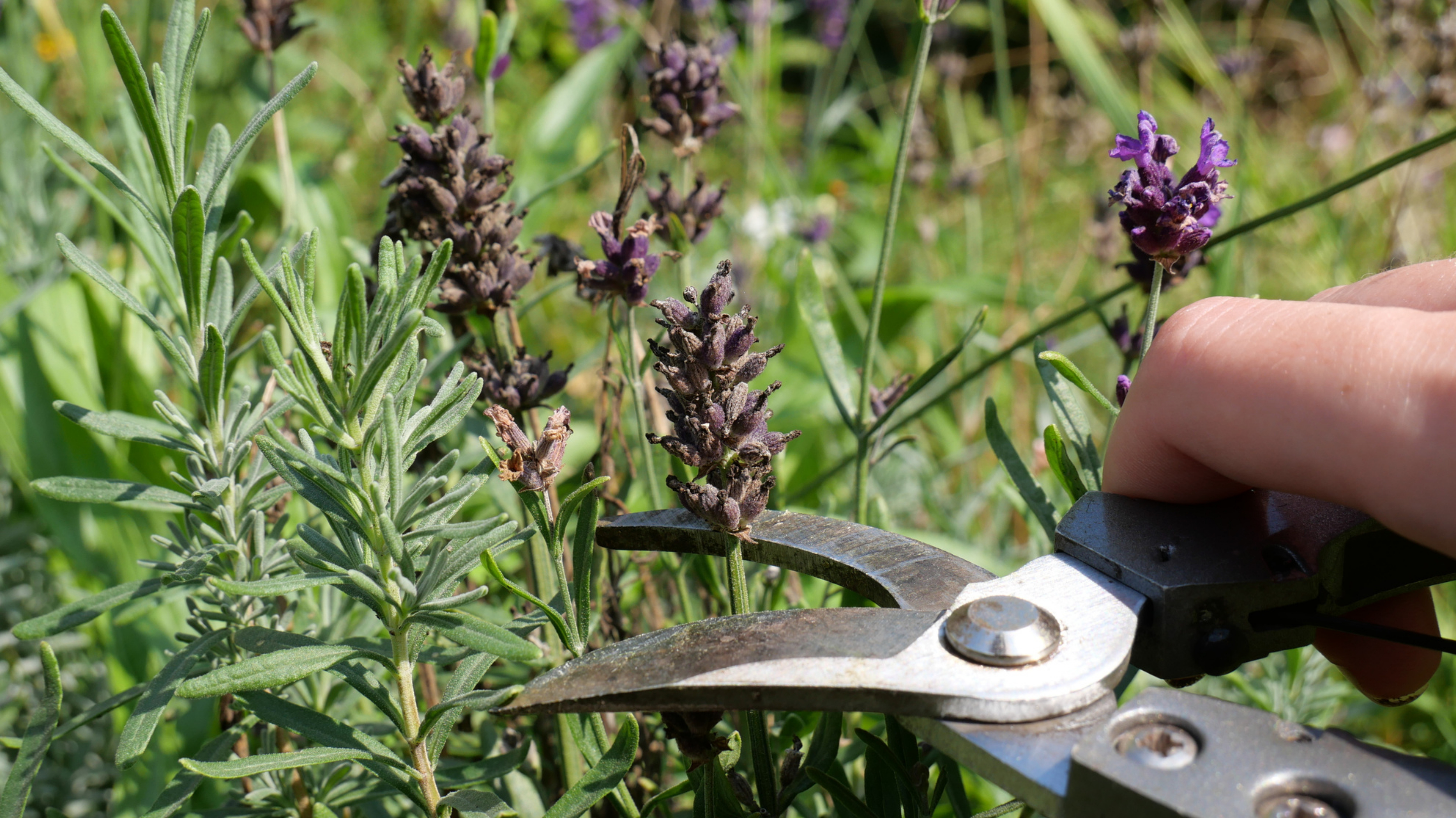 Lavendel-schneiden-im-Fr-hjahr-Warum-du-jetzt-aktiv-werden-musst