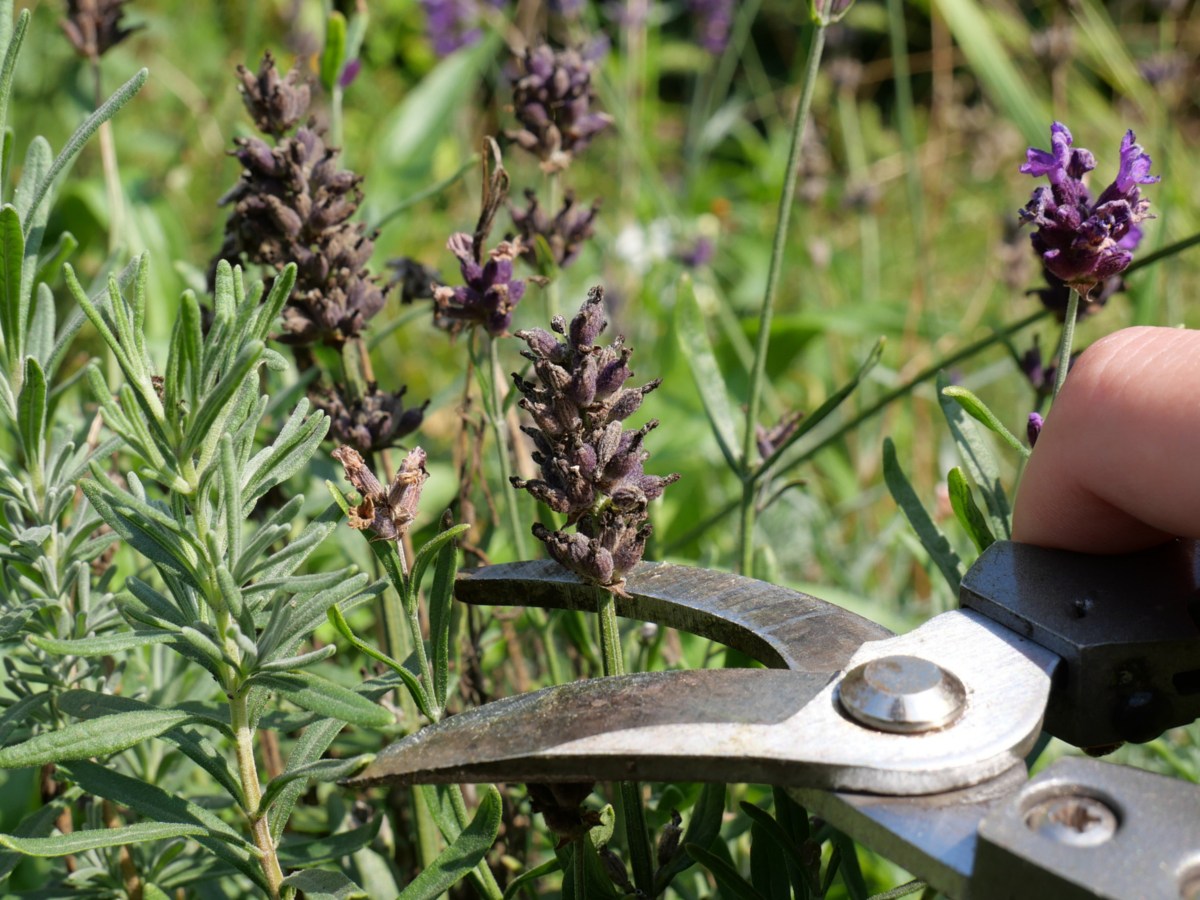 Person schneidet einen Lavendel.