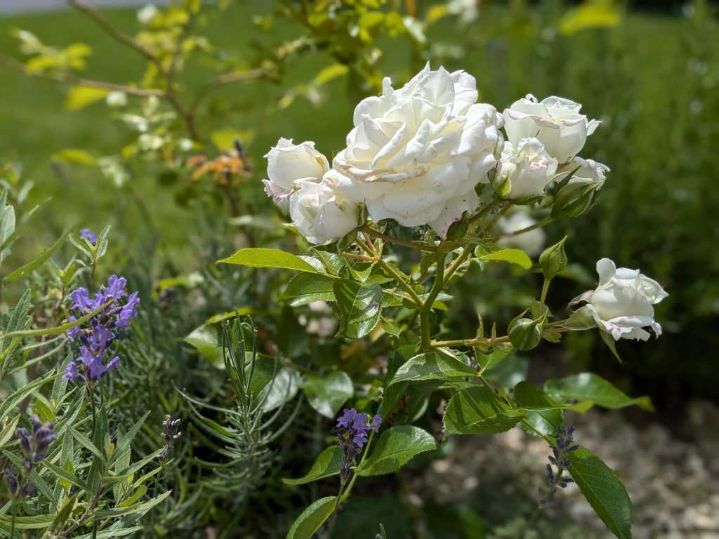 Weiße Rosen mit Knospen links daneben Lavendel