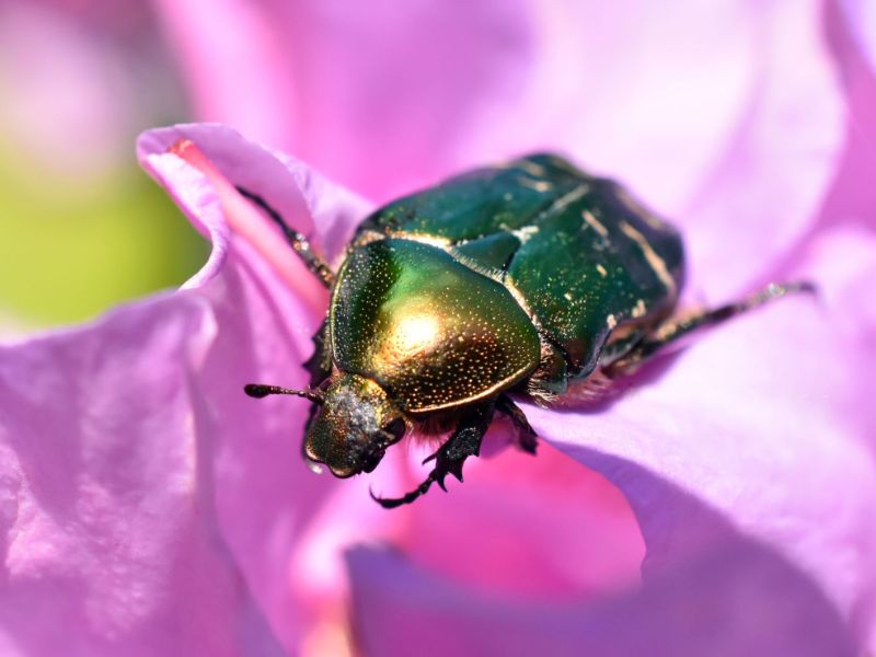 Ein Rosenkäfer sitzt auf einer violetten Blüte