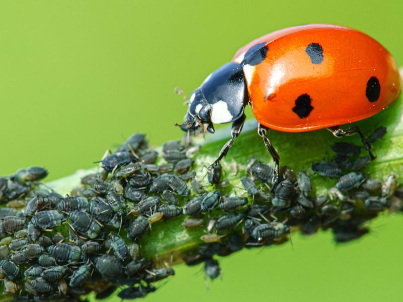 Blattläuse bekämpfen mit Marienkäfern