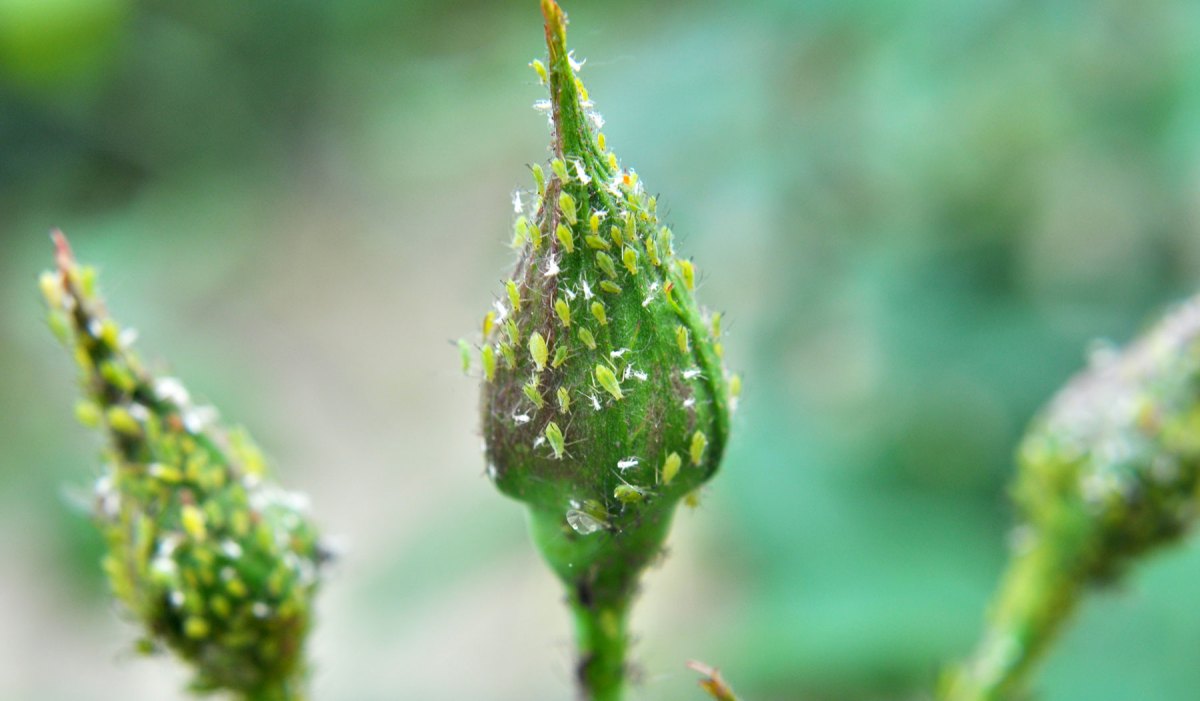 Knospen von Rosen mit Blattläusen