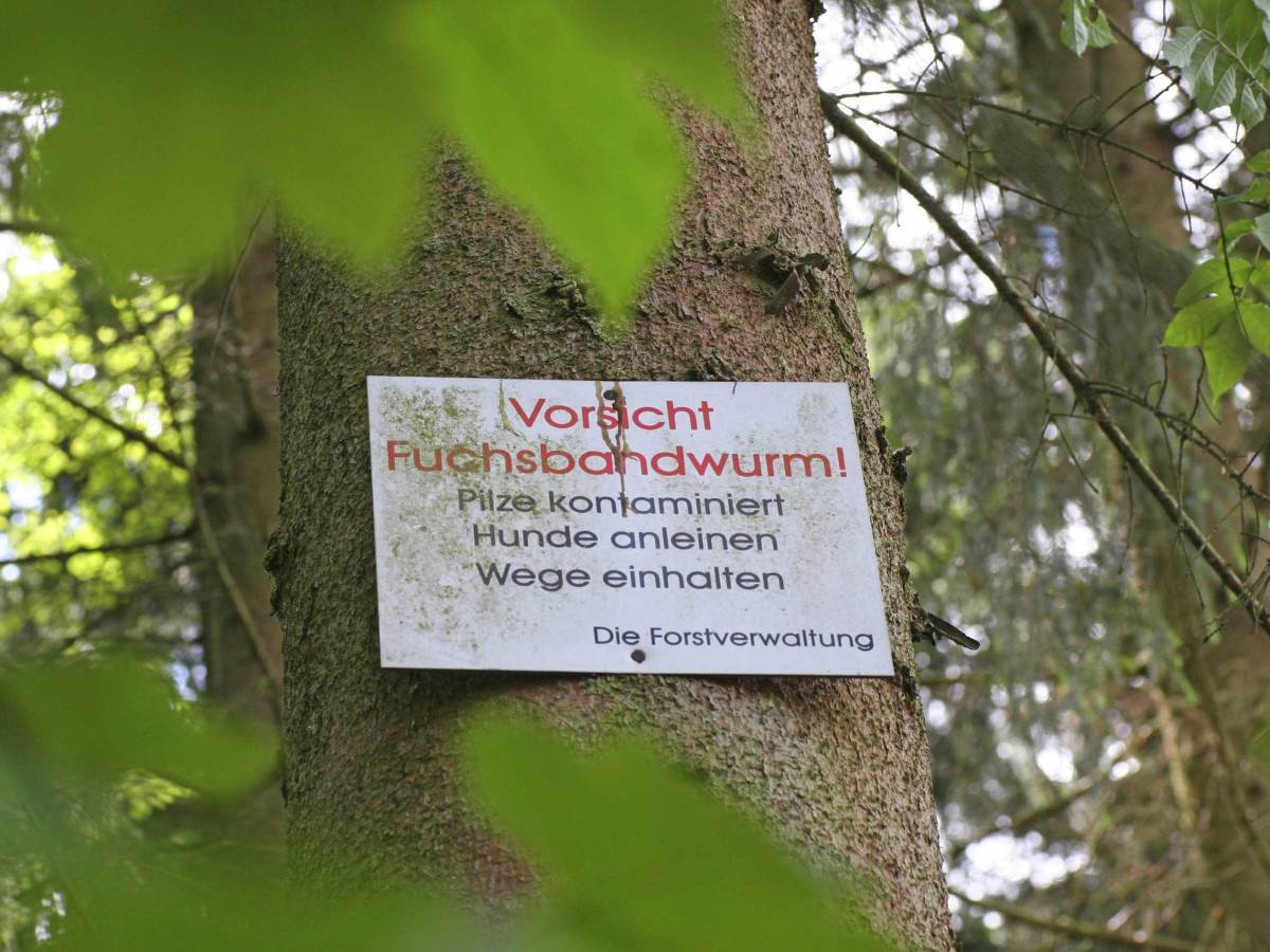 Kleiner Fuchsbandwurm (Echinococcus multilocularis), Schild am Baum warnt vor Fuchsbandwurm, Deutschland