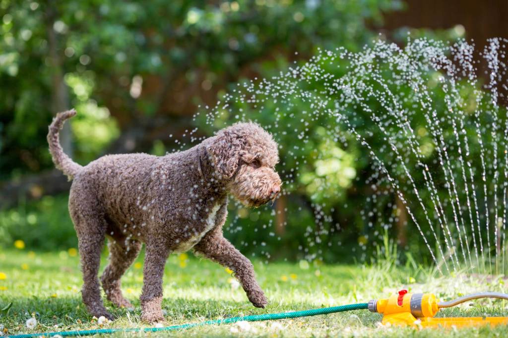 Brauner Hund spielt im Garten mit dem Rasensprenger, um sich abzukühlen