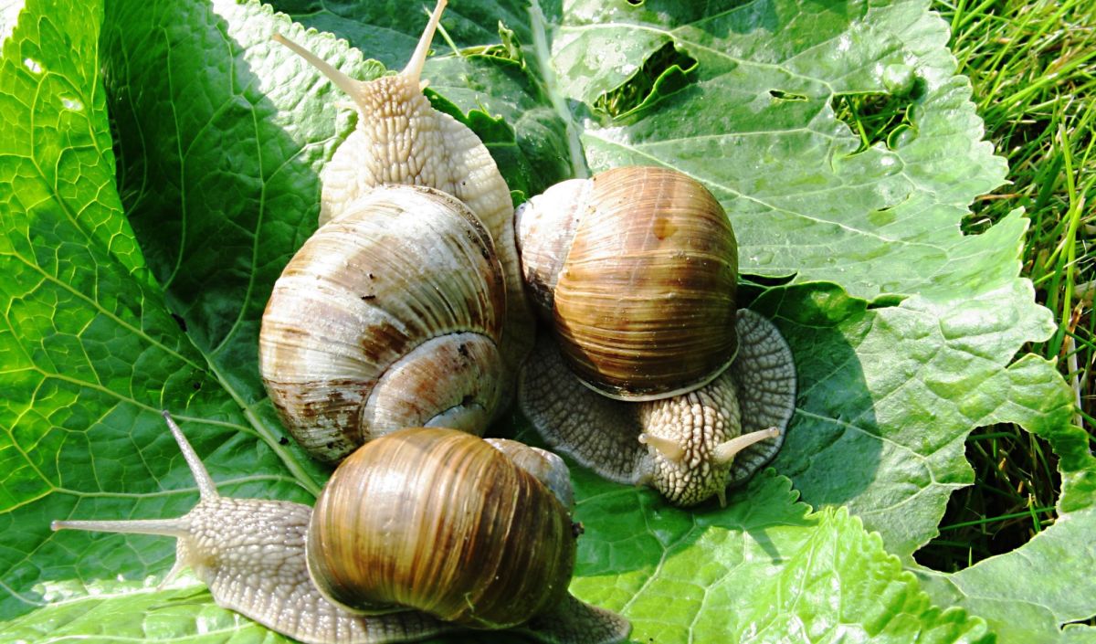 Drei Weinbergschnecken sind nützliche Schnecken im Garten