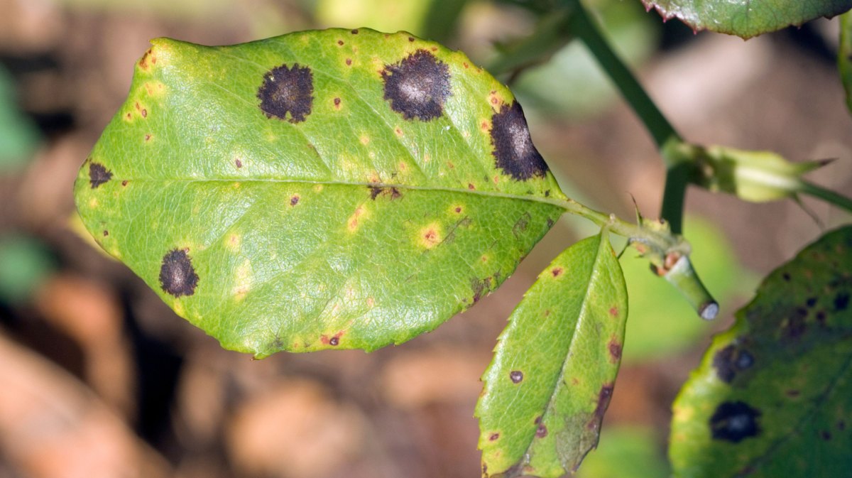 Blatt von Rosen mit Ringfleckenkrankheit.