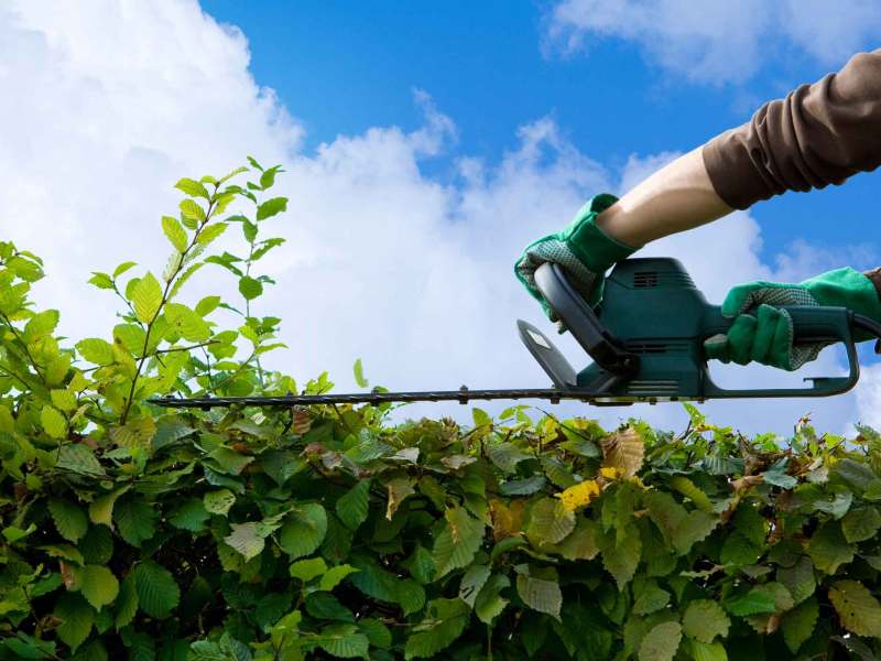 Person schneidet die Hecke mit einer Elektro-Heckenschere.