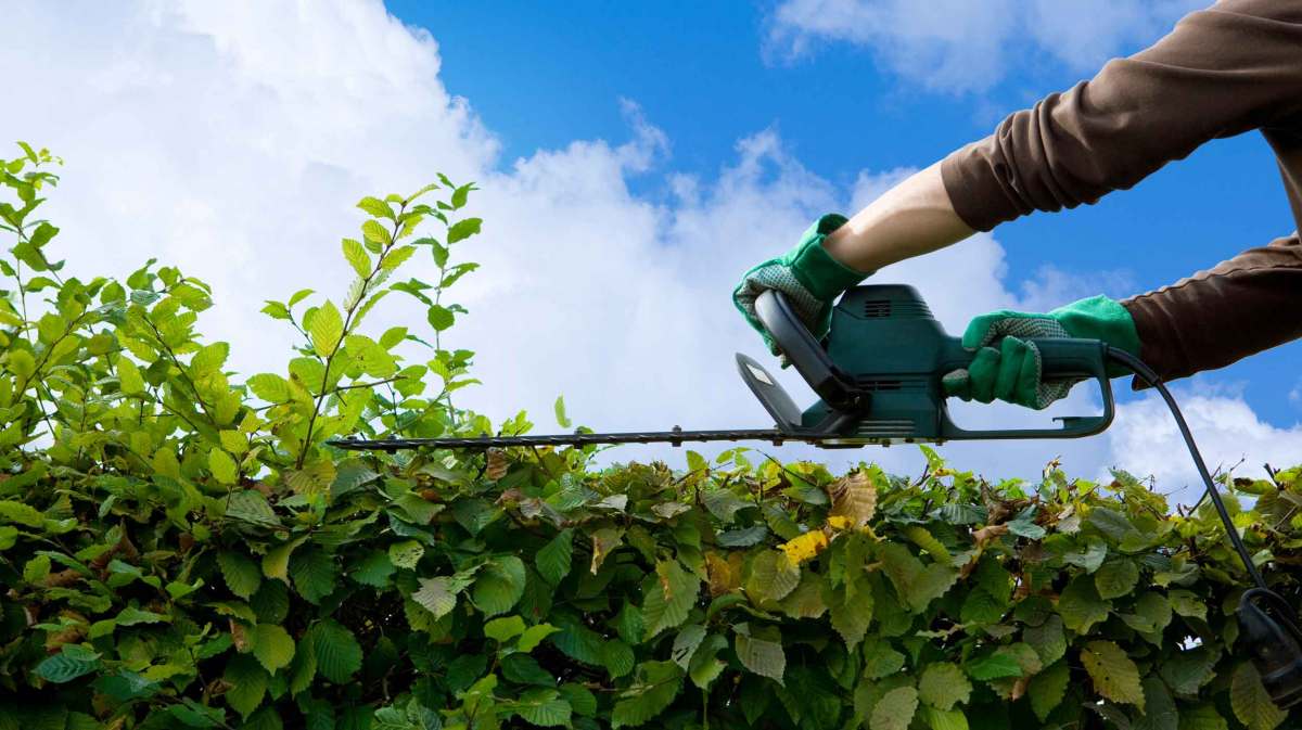 Person schneidet die Hecke mit einer Elektro-Heckenschere.