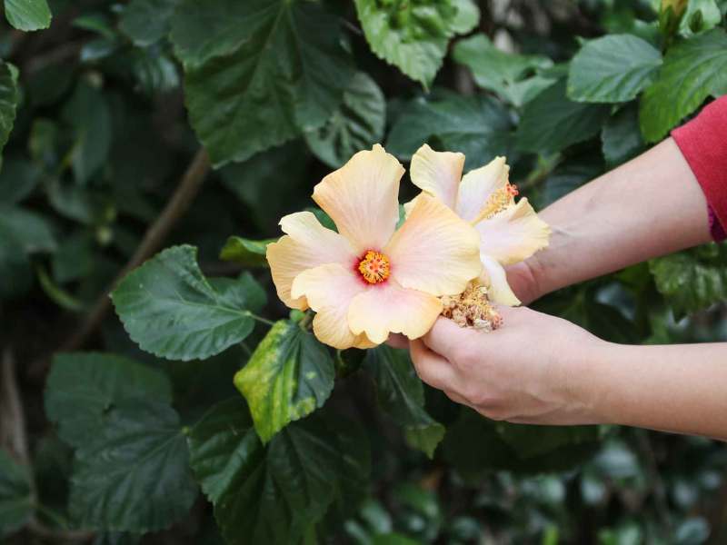 Frau schneidet Hibiskus.