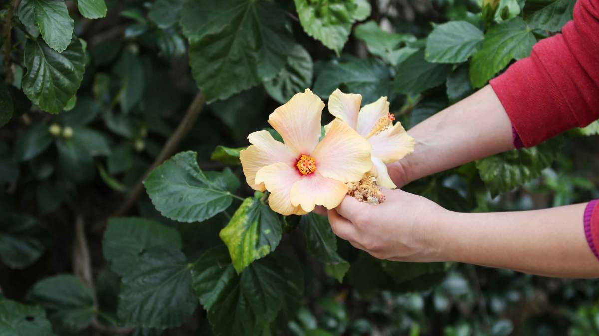 Frau schneidet Hibiskus.