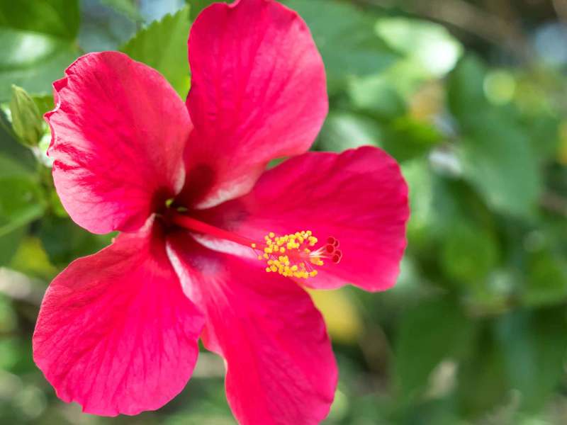 Hibiskusblüte im Garten.