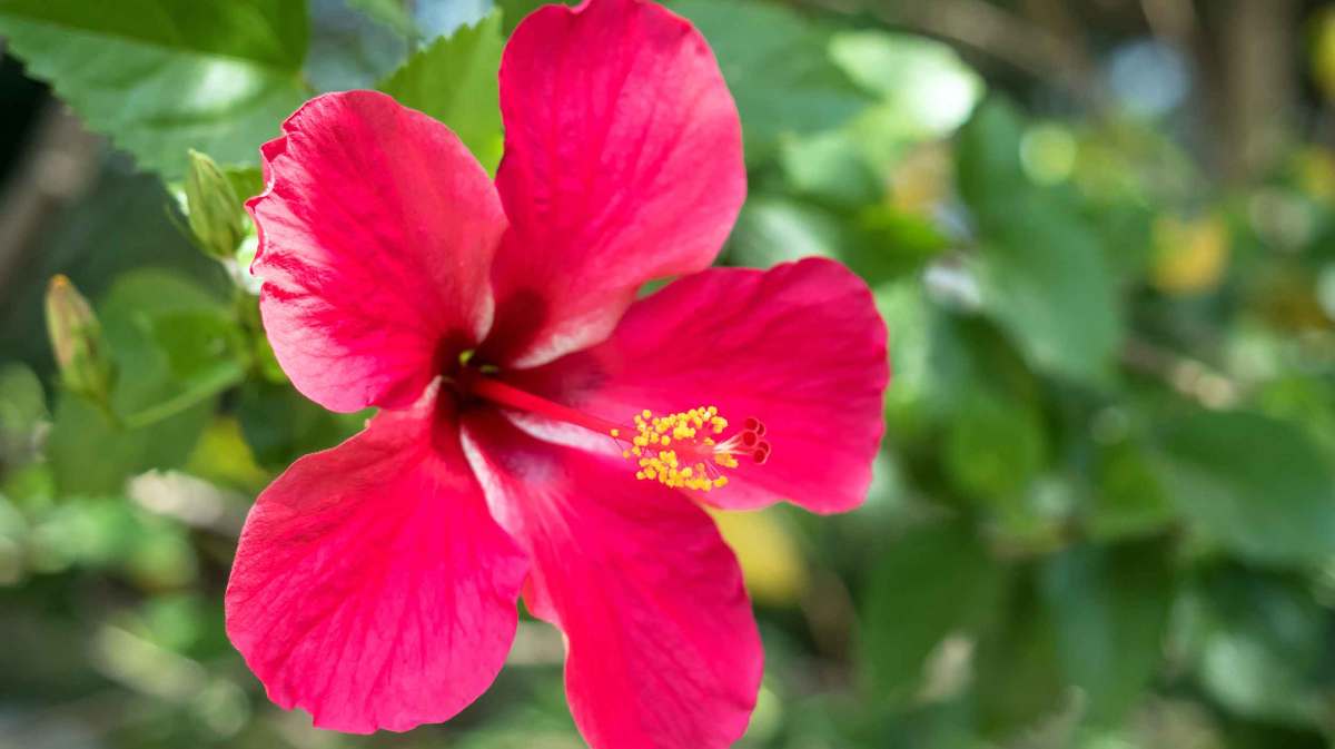 Hibiskusblüte im Garten.