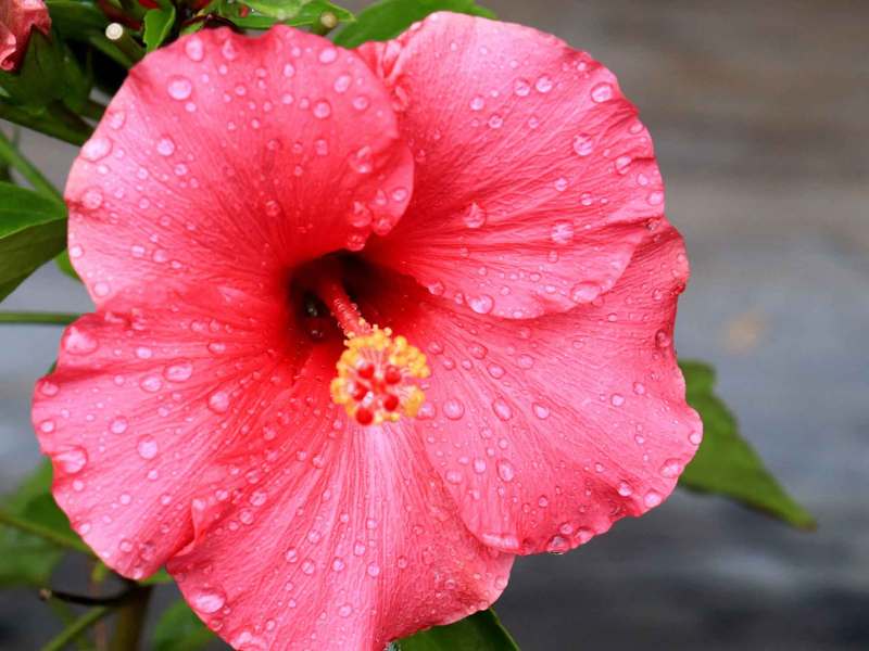 Hibiskusblüte