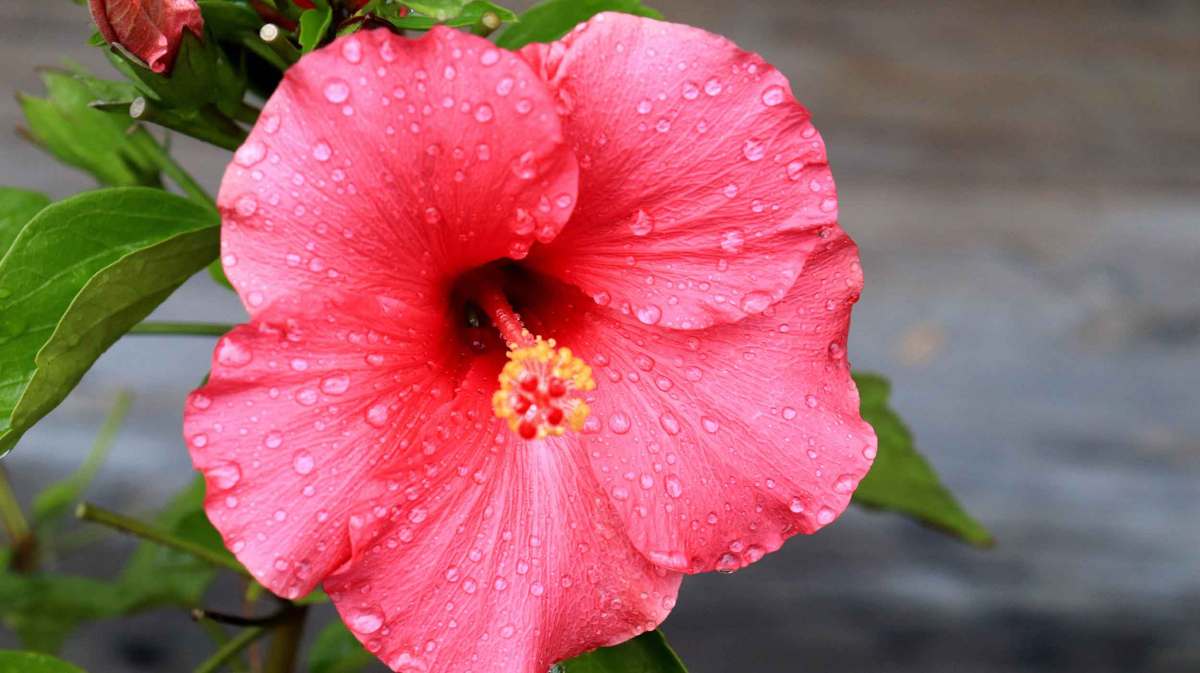 Hibiskusblüte