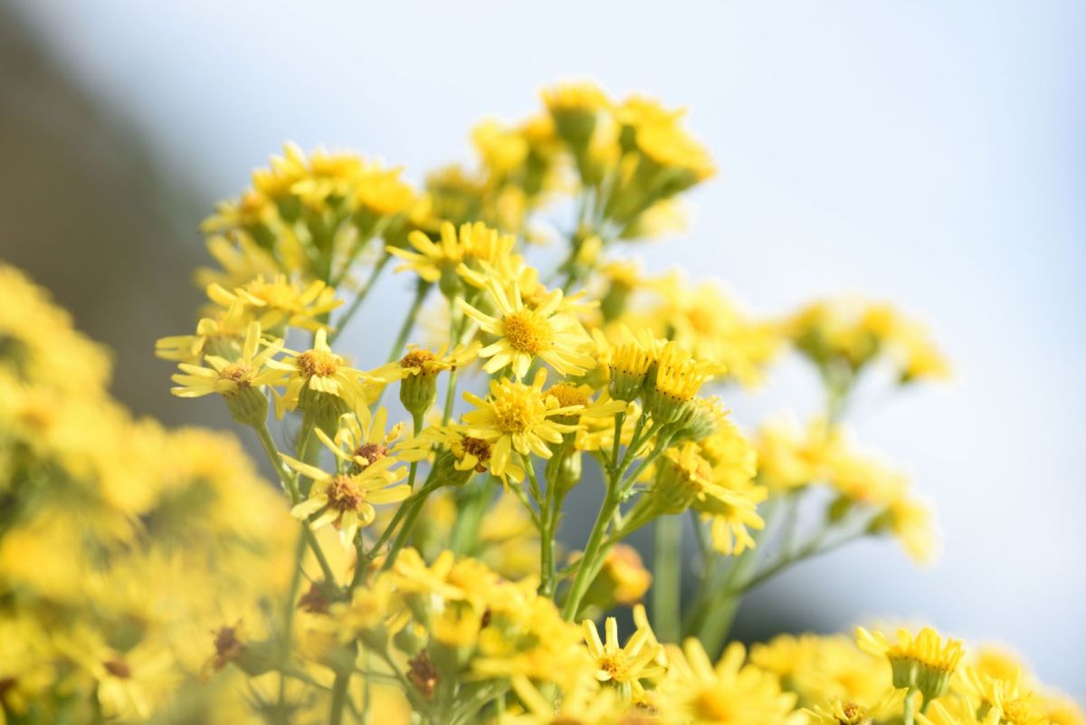 Blüten der Jakobskreuzkraut-Pflanze