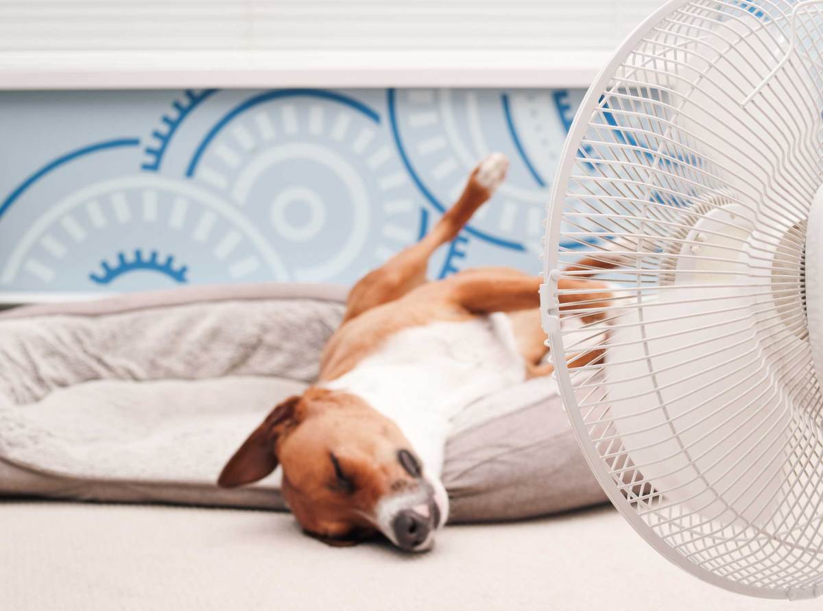 Entspannter Hund, der vor einem Ventilator liegt und die Beine in die Luft streckt. Cute Welpe Hund schlafen kopfüber in Hundebett.