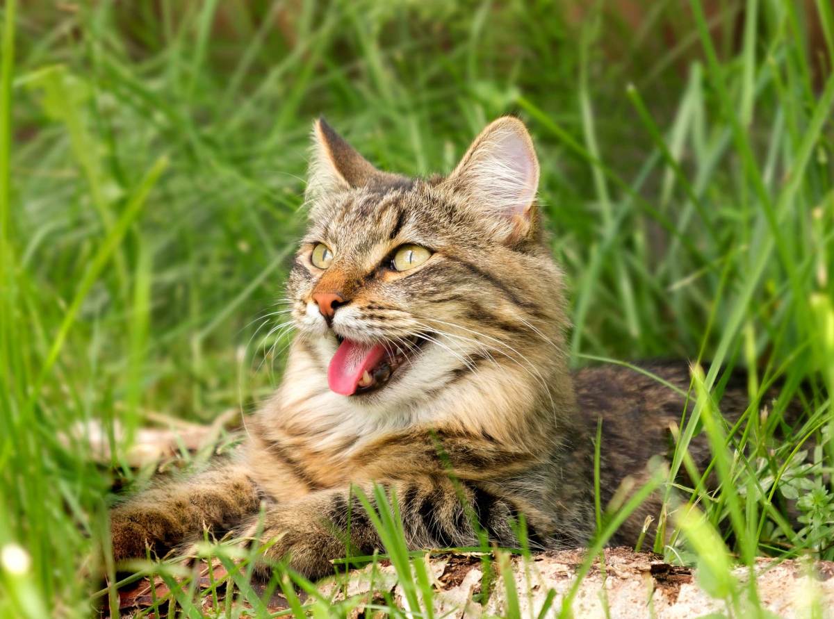 Katze hechelt in der Hitze auf dem Boden liegend mit herausgestreckter Zunge.