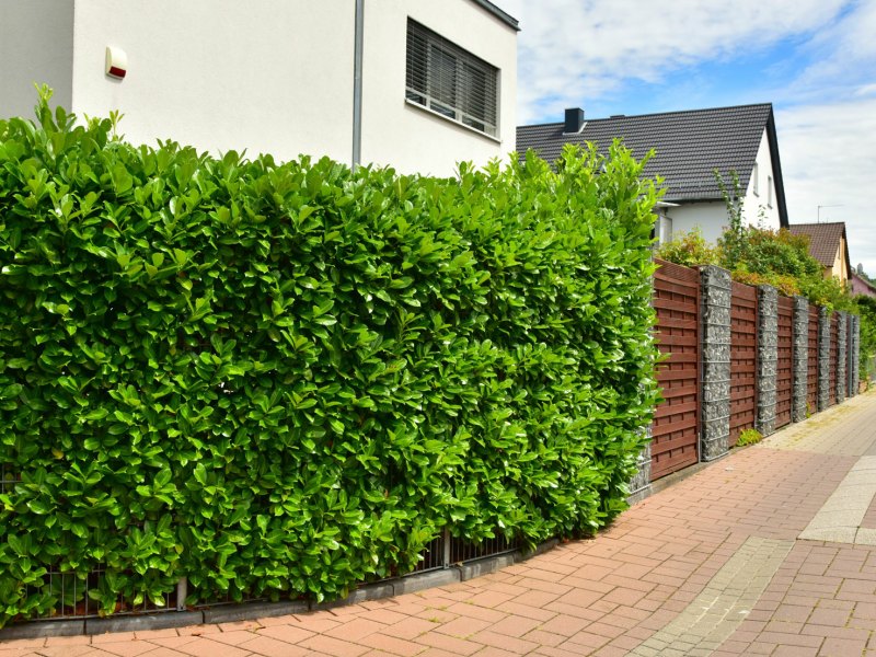 Kirschlorbeer-Hecke in Wohngebiet