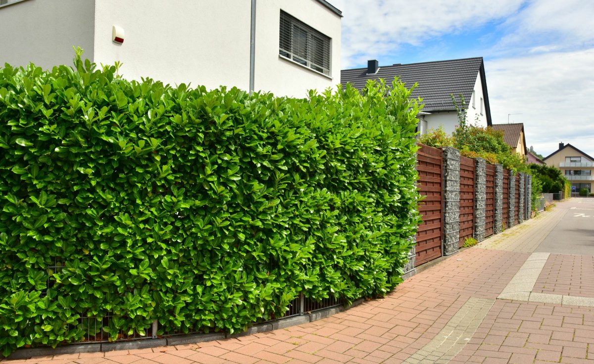 Kirschlorbeer-Hecke in Wohngebiet