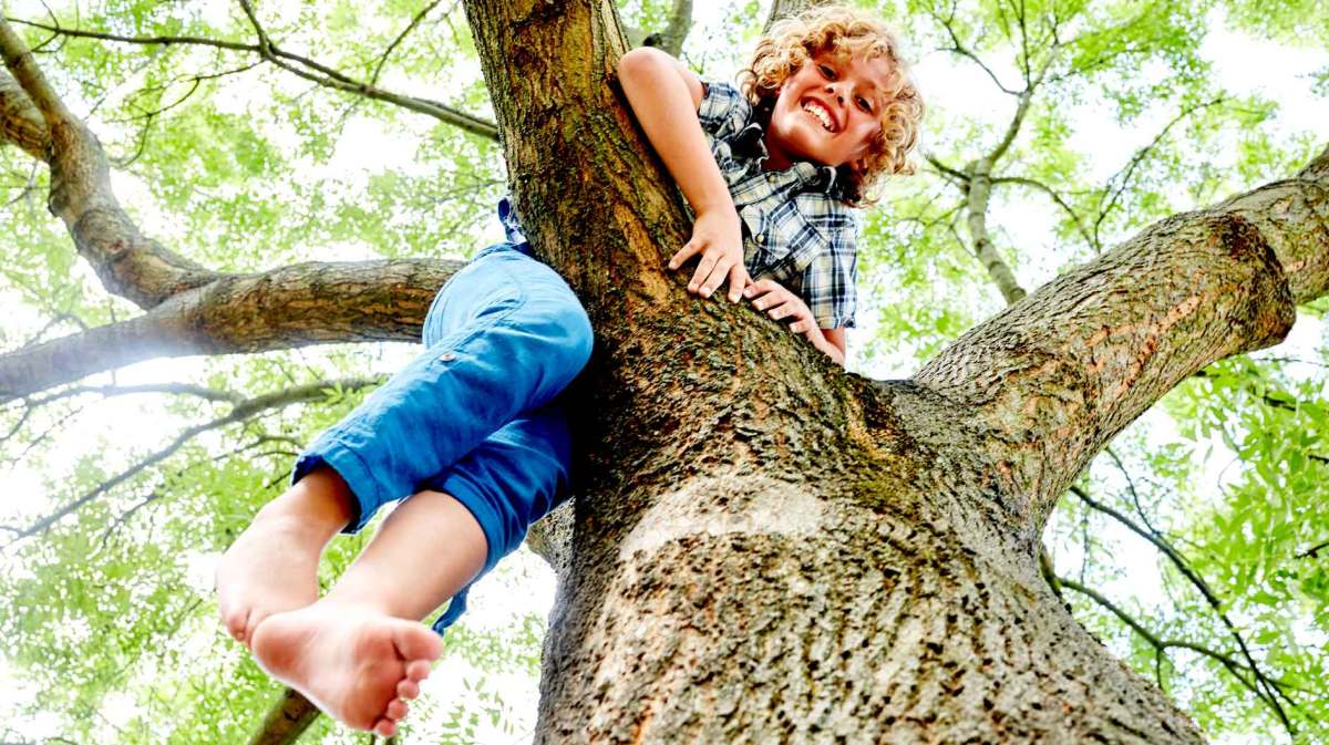 Junge ist barfuß auf einen Baum geklettert.