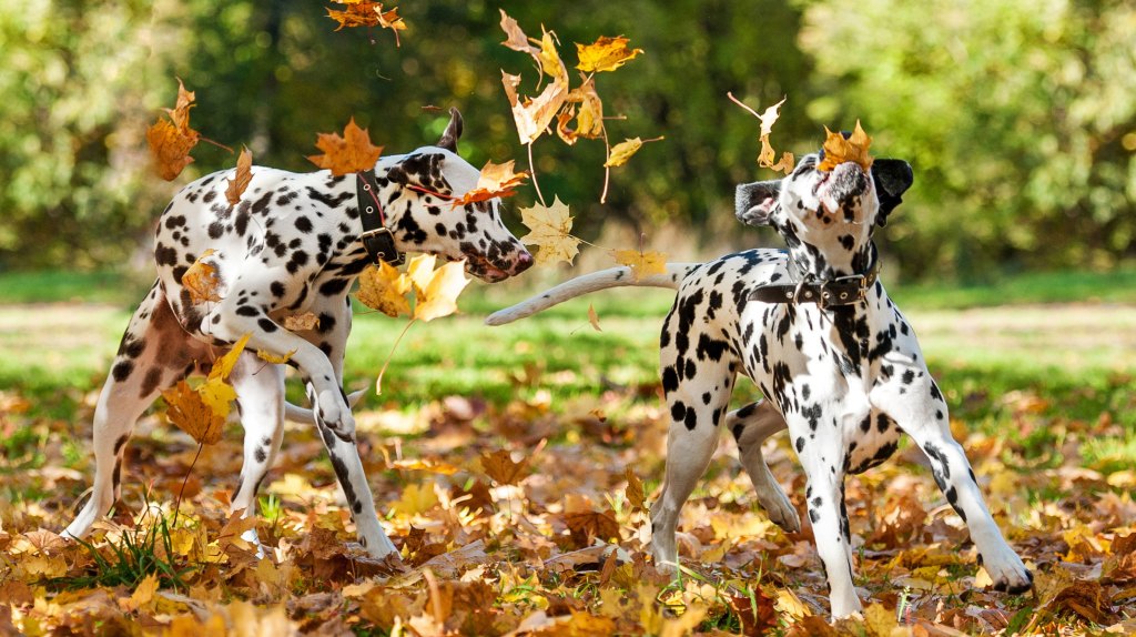 Dalmatiner spielen im Herbstlaub