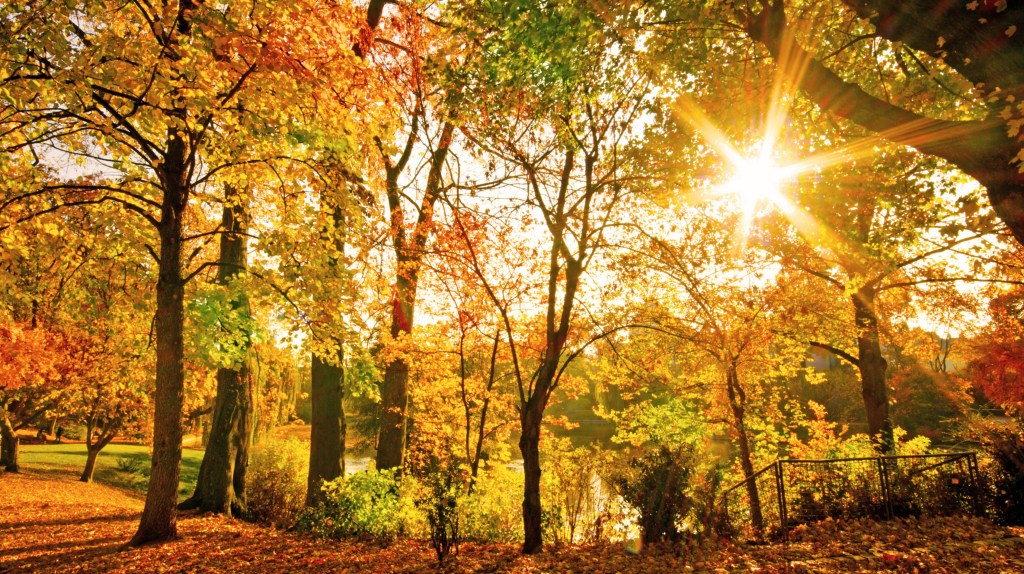 Herbstliche Spaziergänge im Wald