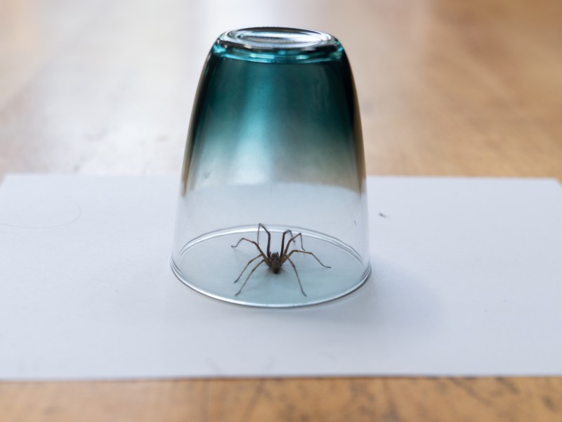 Bild einer im Glas gefangenen Spinne. Unter Glas und Spinne liegt ein weißes Blatt.