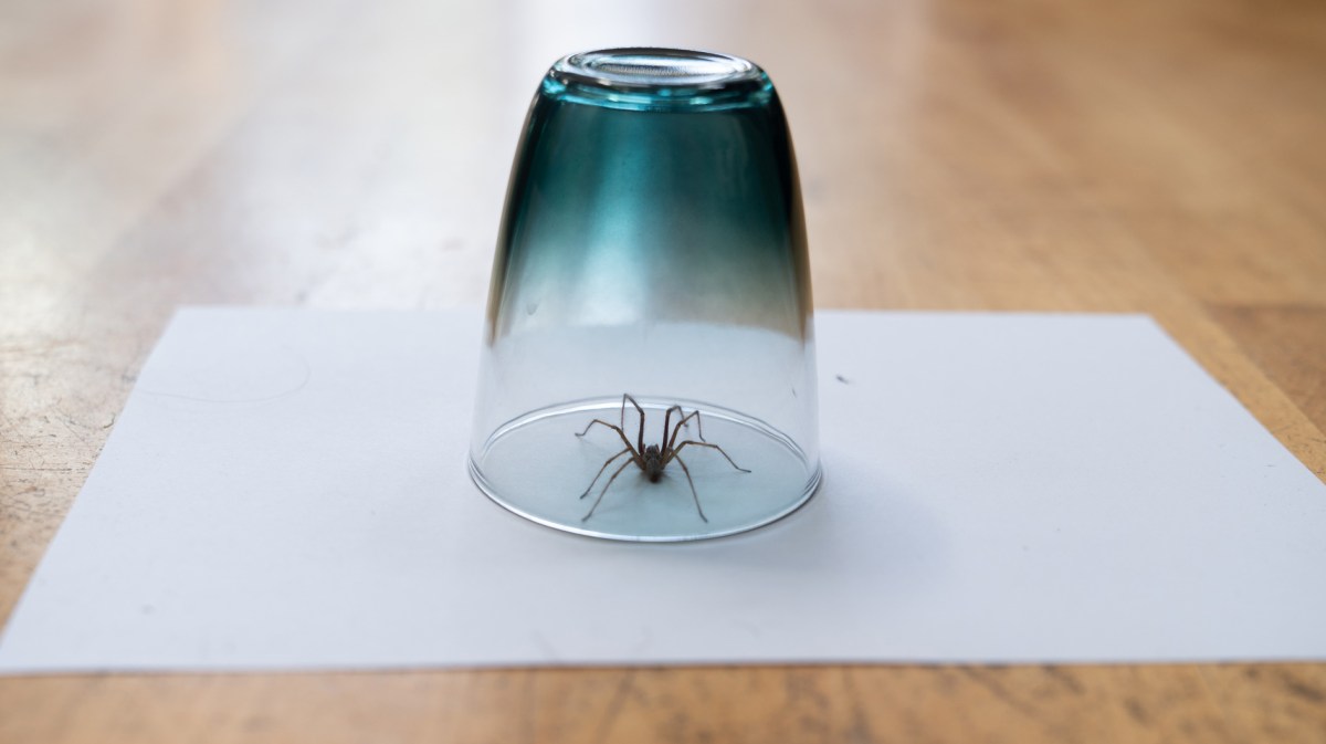 Bild einer im Glas gefangenen Spinne. Unter Glas und Spinne liegt ein weißes Blatt.