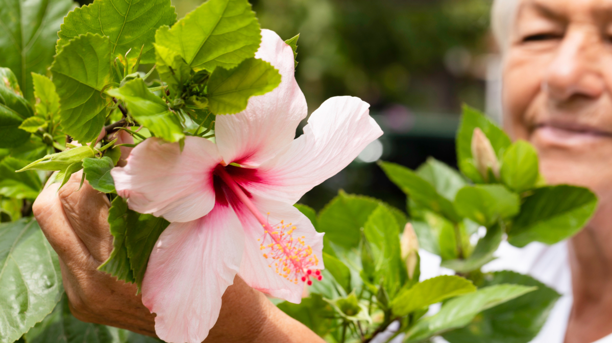 Eine ältere Frau schneidet eine Hibiskusblüte ab