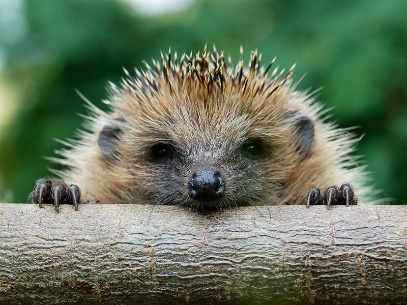 Ein Igel guckt über einen Baumstamm