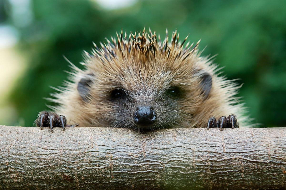 Ein Igel guckt über einen Baumstamm